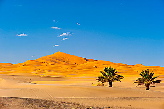 沙子,沙丘,两个,棕榈树,树,撒哈拉沙漠,南方,摩洛哥,非洲