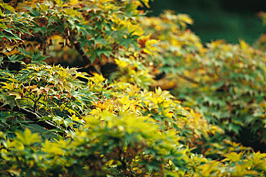 茂密,叶子,鸡爪枫,开端,秋天,改变,绿色,黄色