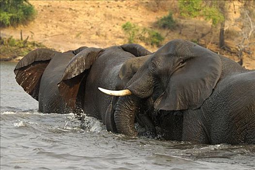 乔贝,河,非洲象,博茨瓦纳