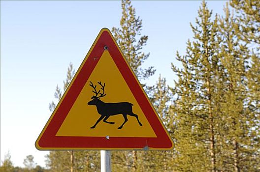 交通标志,专注,北美驯鹿,伊瓦洛,拉普兰,芬兰,欧洲