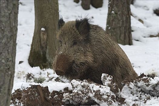 野猪,冬天,野生园,德国