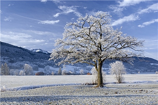树,卑尔根