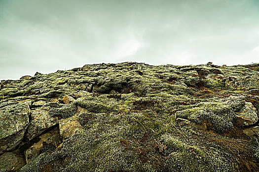 苔藓,岩石上,山,冰岛