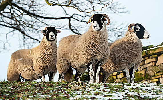 三个,绵羊,山,约克郡,英格兰