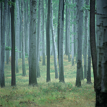 树林,欧洲山毛榉,树,捷克共和国,欧洲