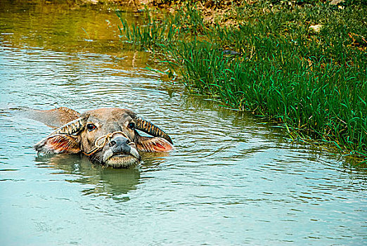 夏日水牛