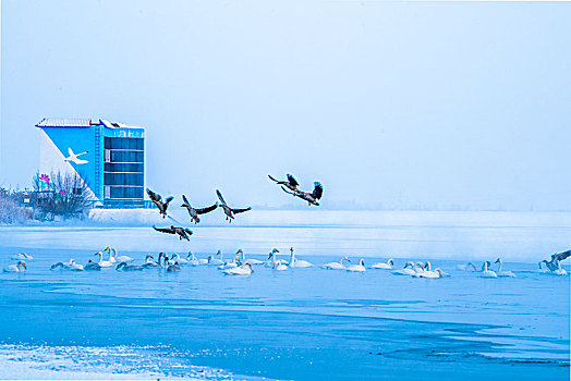 湖泊,冰,天鹅,游水,冬天,宁静,寒冷,湖面