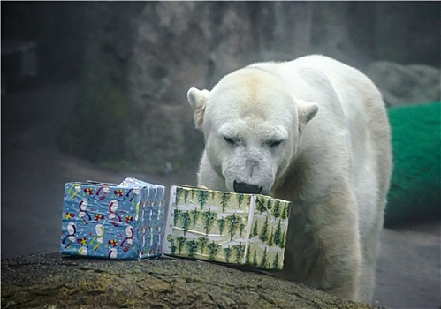 北极熊,圣诞礼物