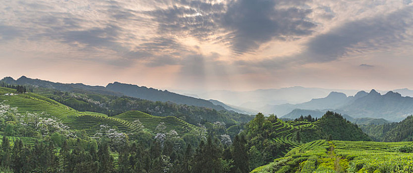 宜宾珙县鹿鸣茶场蜿蜒茶山晚霞自然风光