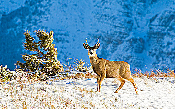 长耳鹿,骡鹿,雄性,站立,山顶,瓦特顿湖国家公园,西南方,艾伯塔省,加拿大