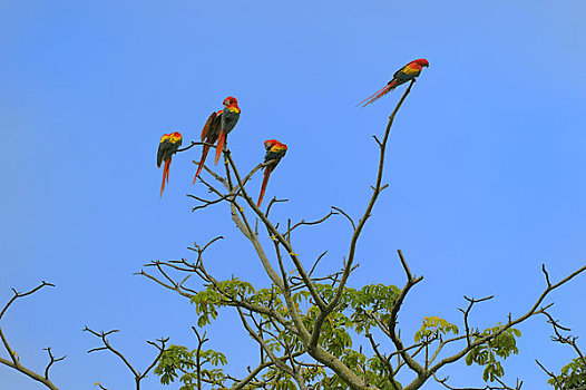 哥斯达黎加,靠近,深红色,金刚鹦鹉,绯红金刚鹦鹉,树上