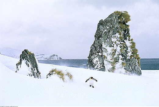 幼兽,帝企鹅,南乔治亚,南极