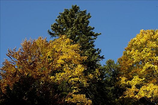 树,云杉,欧洲云杉,枫树,黄叶,秋天,巴伐利亚阿尔卑斯山,上巴伐利亚,德国