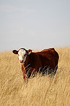 牛肉,牛,幼兽,站立,地点,夹锭钳,溪流,艾伯塔省,加拿大