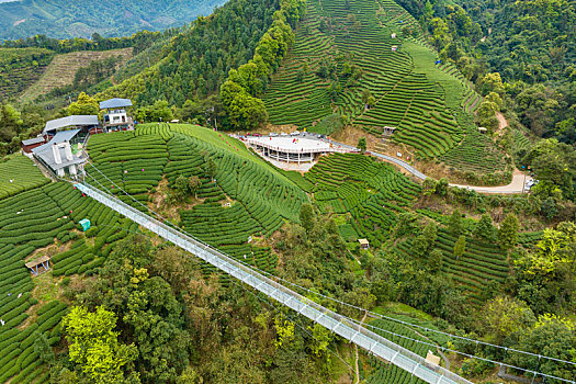 中国广西贺州昭平生态茶园春季自然风光景色优美