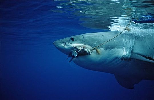 大白鲨,沙鲨属,咬,诱饵,瓜德罗普岛,墨西哥,侧面