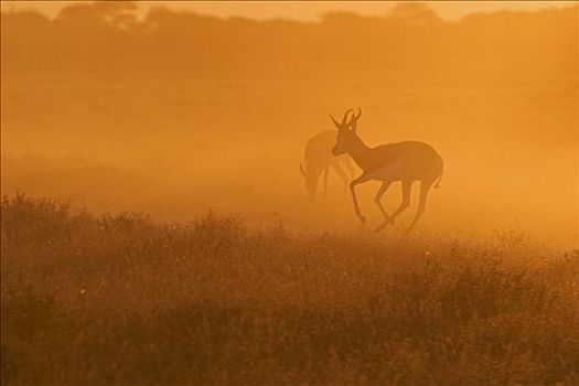 跳羚,逆光,薄雾,博茨瓦纳,非洲