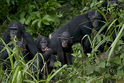 倭黑猩猩,黑猩猩,刚果