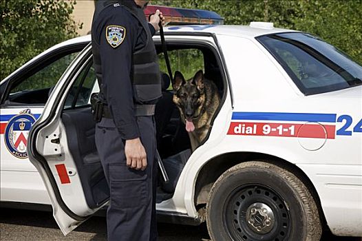 警察,狗