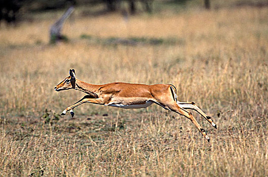 黑斑羚,女性,跑,马赛马拉,公园,肯尼亚