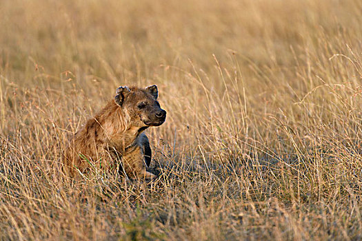 斑鬣狗,早晨,亮光,马赛马拉国家保护区,肯尼亚,非洲