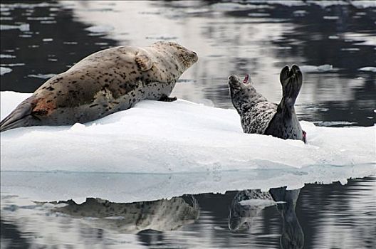 斑海豹,幼仔,室外,浮冰,威廉王子湾,阿拉斯加,夏天