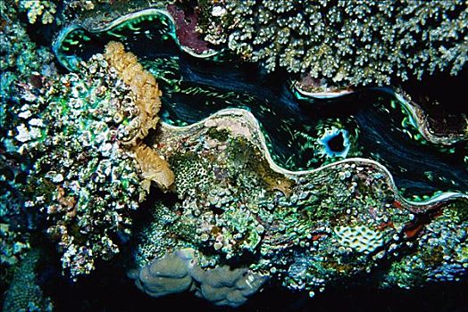 巨蛤,斐济