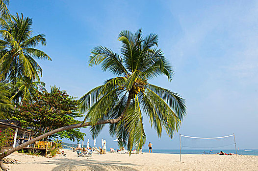 棕榈海滩,喇嘛,海滩,苏梅岛,岛屿,泰国,亚洲