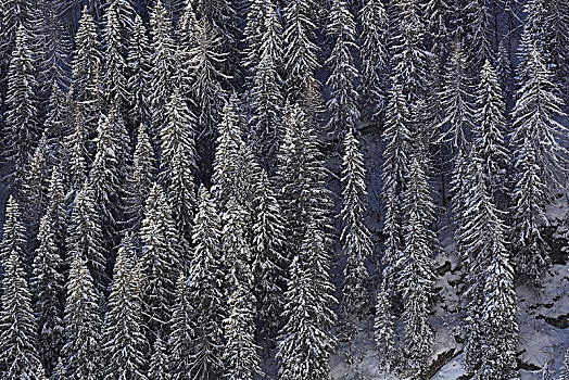 挪威针杉,欧洲云杉,积雪,针叶林,冬天,山谷,意大利,欧洲