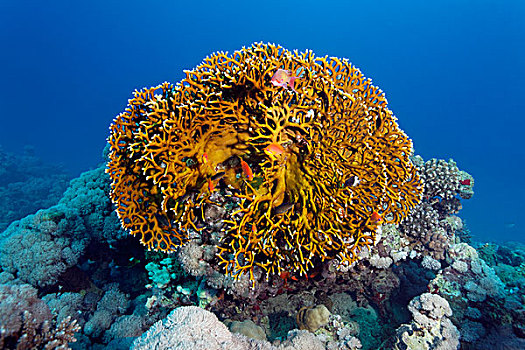 珊瑚,礁石,网,埃及,红海,非洲