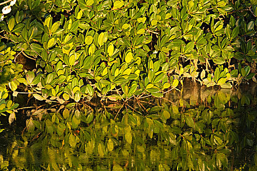 红树林,叶子,反射,水,小,湾,佛罗里达,美国