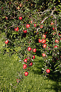 成熟,苹果,苹果树,坏,上巴伐利亚,巴伐利亚,德国,欧洲