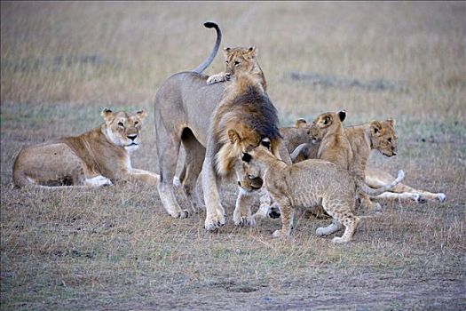 狮子,问候,自豪,交际,行为,肯尼亚,东非