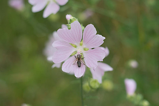 蜜蜂,花,药用植物,野外,自然