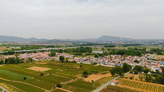 山东省日照市,万亩茶园染绿乡村大地,茶产业助农民致富