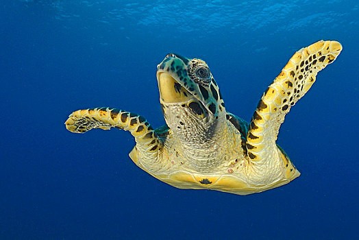 绿海龟,龟类,深海,阿里环礁,马尔代夫,亚洲