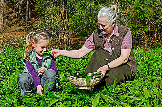祖母,孙女,挑选,熊葱,野蒜,葱属植物