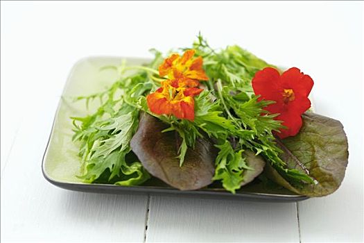 蔬菜沙拉,食用花卉