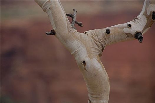 橡胶树,国王峡谷,北领地州,澳大利亚