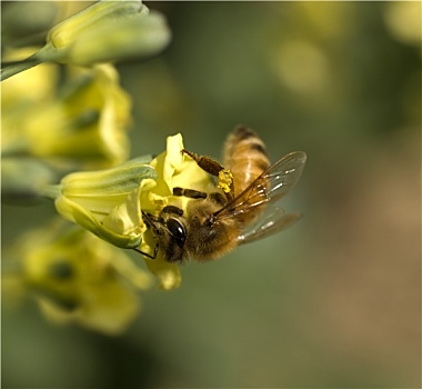 蜜蜂,收集,花粉,黄色,春花,花椰菜