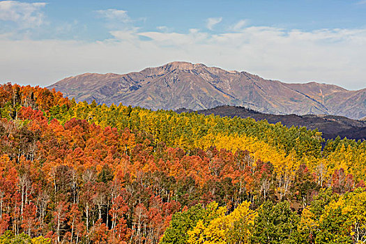 美国,犹他,国家森林,山,林地,画廊,大幅,尺寸