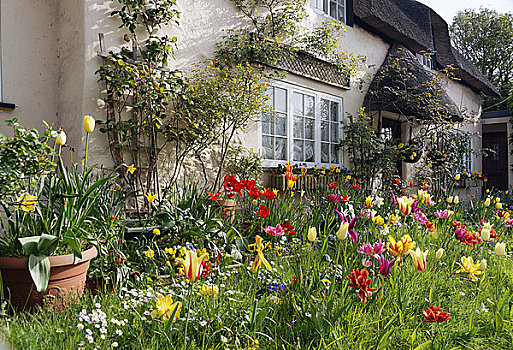 英格兰,西卢尔沃思,郁金香,开花,花园,漂亮,屋舍