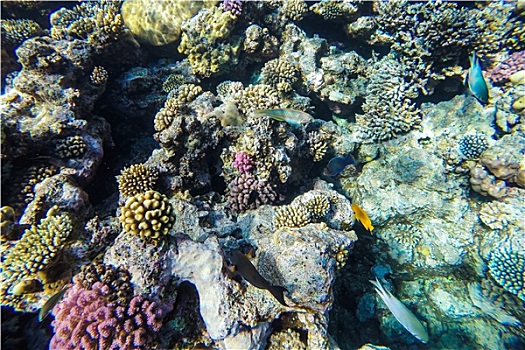 红海,水下,珊瑚礁