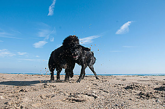 小狗,跳跃,拉布拉多犬,玩,海滩