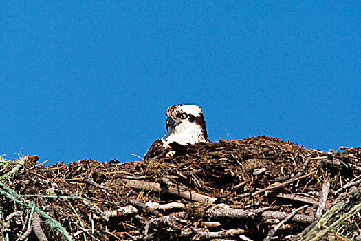 鱼鹰,巢,靠近,蒙大拿