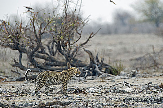 豹,雌性,站立,岩石,地形,埃托沙国家公园,纳米比亚,非洲