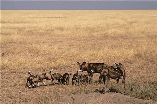 非洲野狗,非洲野犬属,家族,进食,巢穴,入口,南,撒哈拉沙漠,非洲