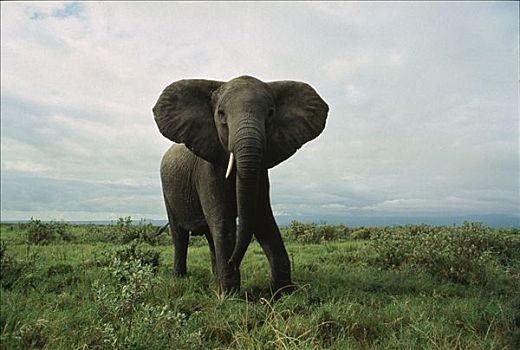 非洲象,男性,塞伦盖蒂国家公园,坦桑尼亚