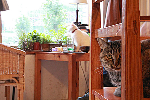 猫和家具