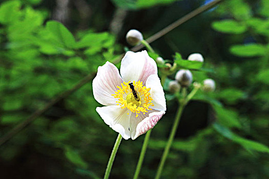 野花